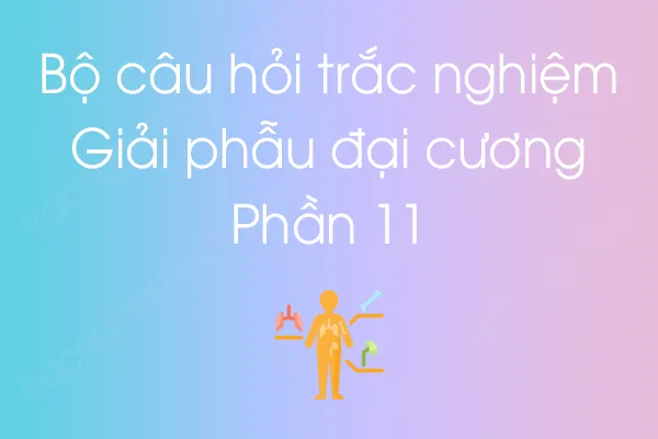 Bộ câu hỏi trắc nghiệm môn Giải phẫu đại cương - Phần 11 Bộ câu hỏi trắc nghiệm môn Giải phẫu đại cương - Phần 11