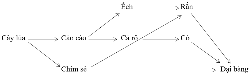 Bài tập trắc nghiệm Sinh học 12 | Câu hỏi trắc nghiệm Sinh học 12 có đáp án