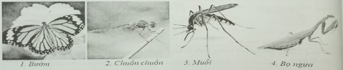 Đề kiểm tra Sinh học 7 có đáp án