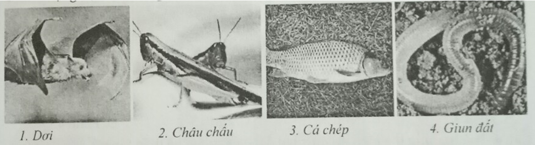 Đề kiểm tra Sinh học 7 có đáp án